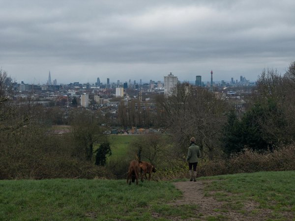 How Do UK"s Agricultural Subsidies Impact Farmland Bird Populations?