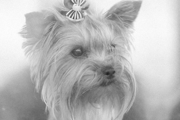 What should you do if your pet hamster escapes its cage?