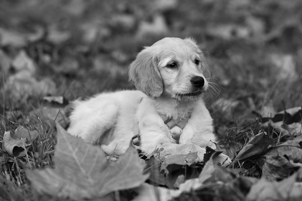 Essential Actions to Take if Your Cat Consumes Poisonous Substances: Prevention Tips for Caring Pet Owners