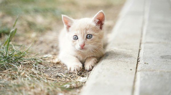 What should you do if your pet is showing signs of anxiety?